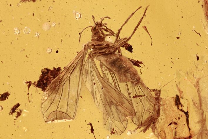 Detailed Fossil Dustywing (Coniopterygidae) In Baltic Amber #275355